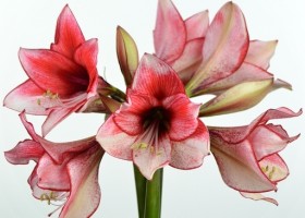 hippeastrum Charisma ® (1)